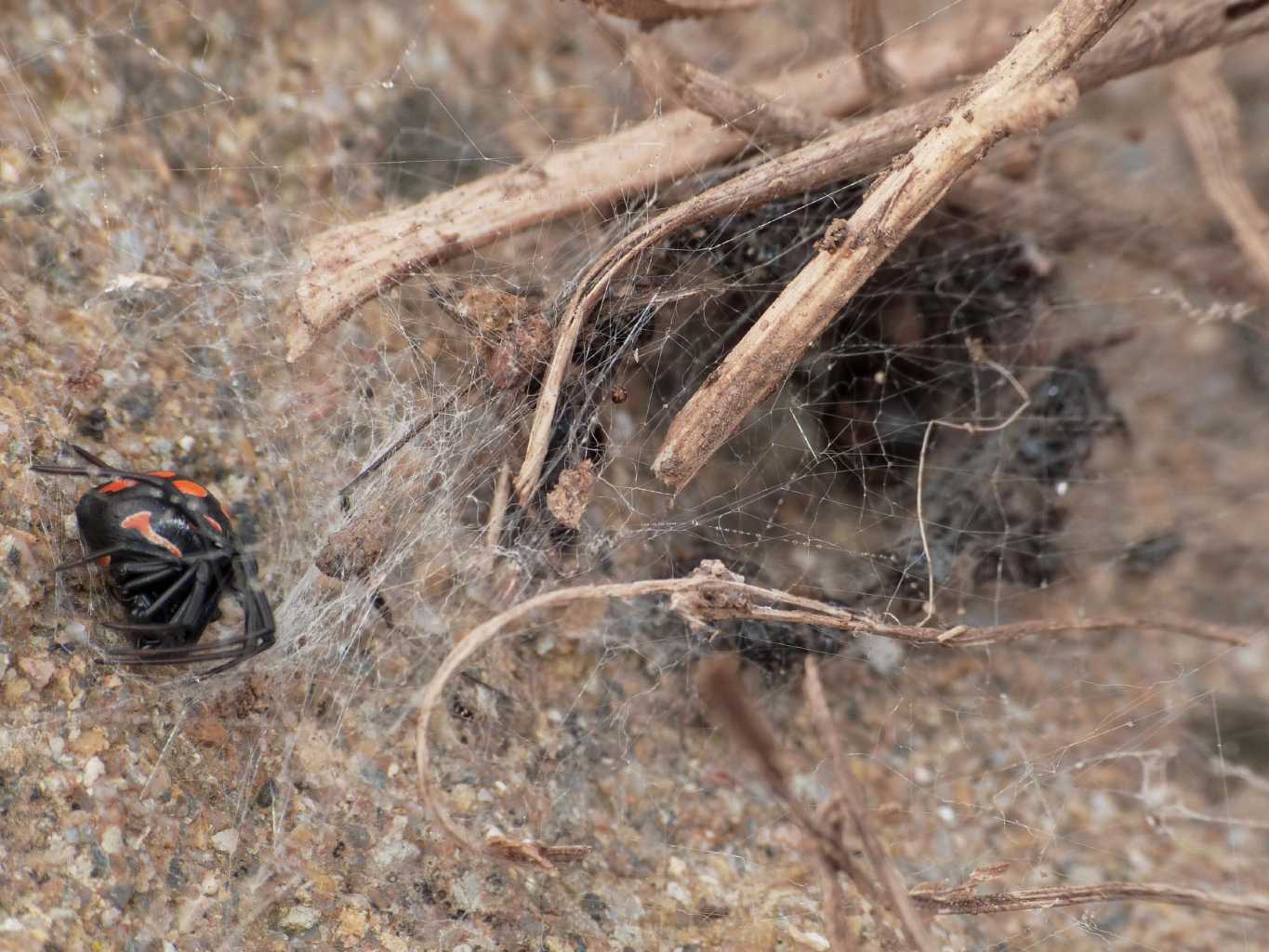 Strana coppia: Latrodectus e S.nobilis - Santa Severa (RM)